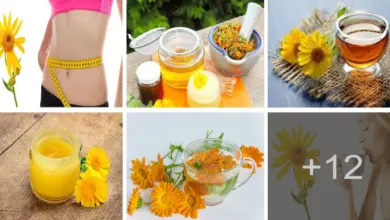 Aprende como bajar de peso con té de árnica Aprende como bajar de peso con té de árnica
