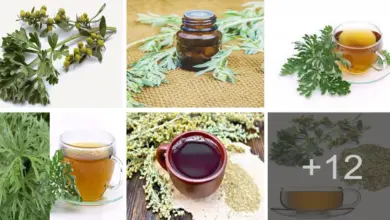 Aprende como quemar la grasa efectivamente con té de ajenjo Aprende como quemar la grasa efectivamente con té de ajenjo