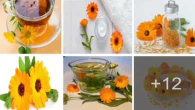 Propiedades curativas y antiinflamatorias de la caléndula Propiedades curativas y antiinflamatorias de la caléndula