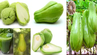 Tayota y sus usos medicinales Tayota y sus usos medicinales