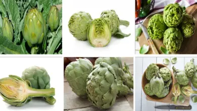 alcachofa para bajar de peso alcachofa para bajar de peso