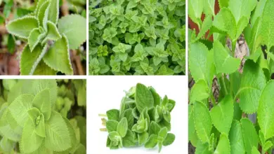 orégano poleo y sus beneficios orégano poleo y sus beneficios